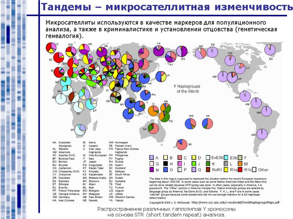 Микросателлиты используются в качестве маркеров для популяционного анализа, а также в криминалистике и установлении